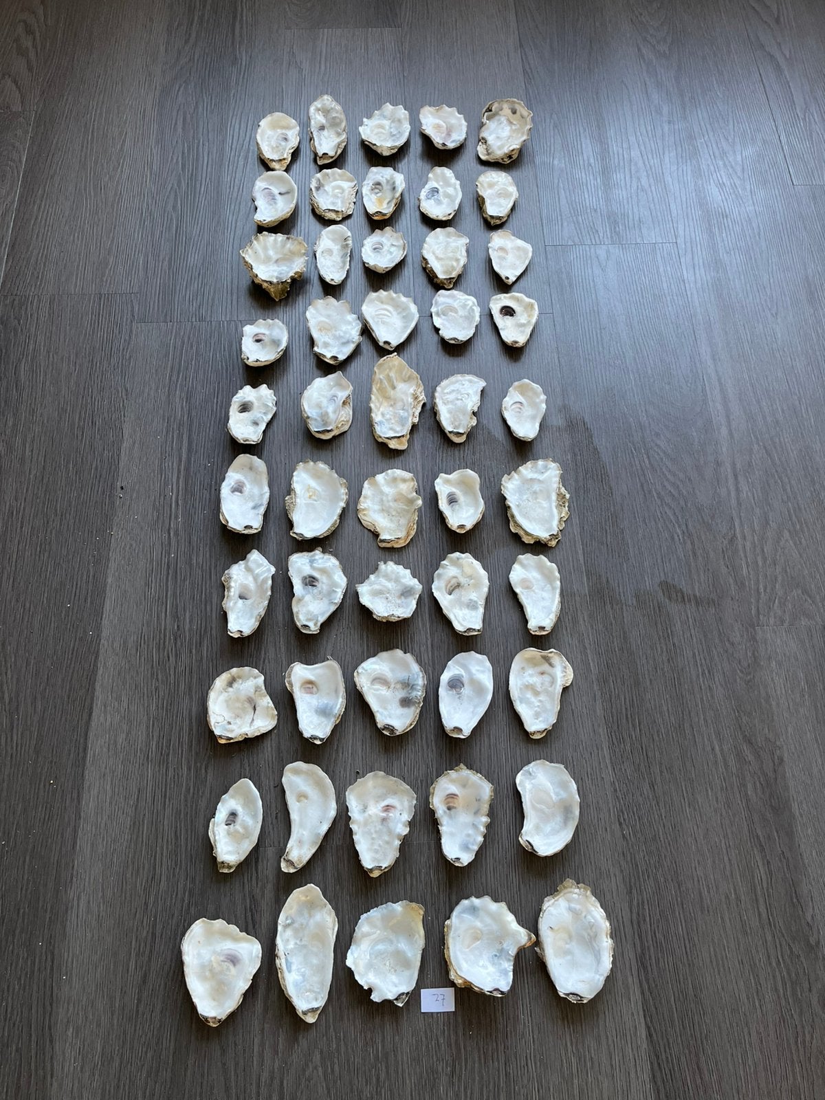 100 gemixte oesterschelpen, Ophalen of Verzenden, Schelp(en)