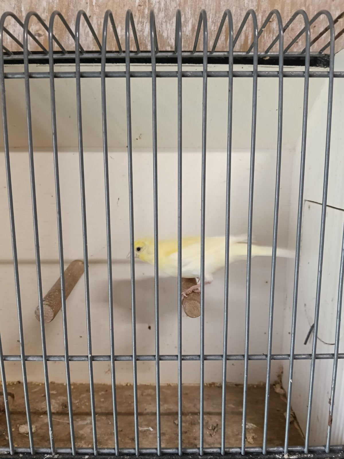 Kanarie man, Dieren en Toebehoren, Vogels | Kanaries, Mannelijk, Kleurkanarie