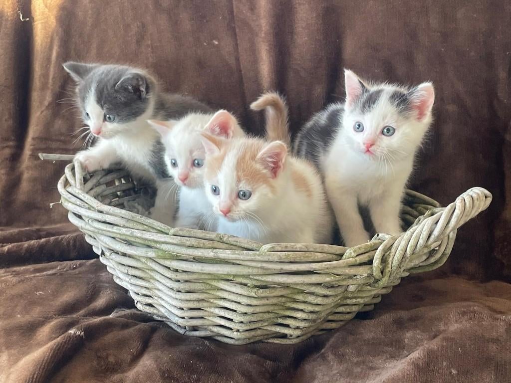 Ragdoll kruising kittens, Meerdere dieren, Ontwormd, 0 tot 2 jaar
