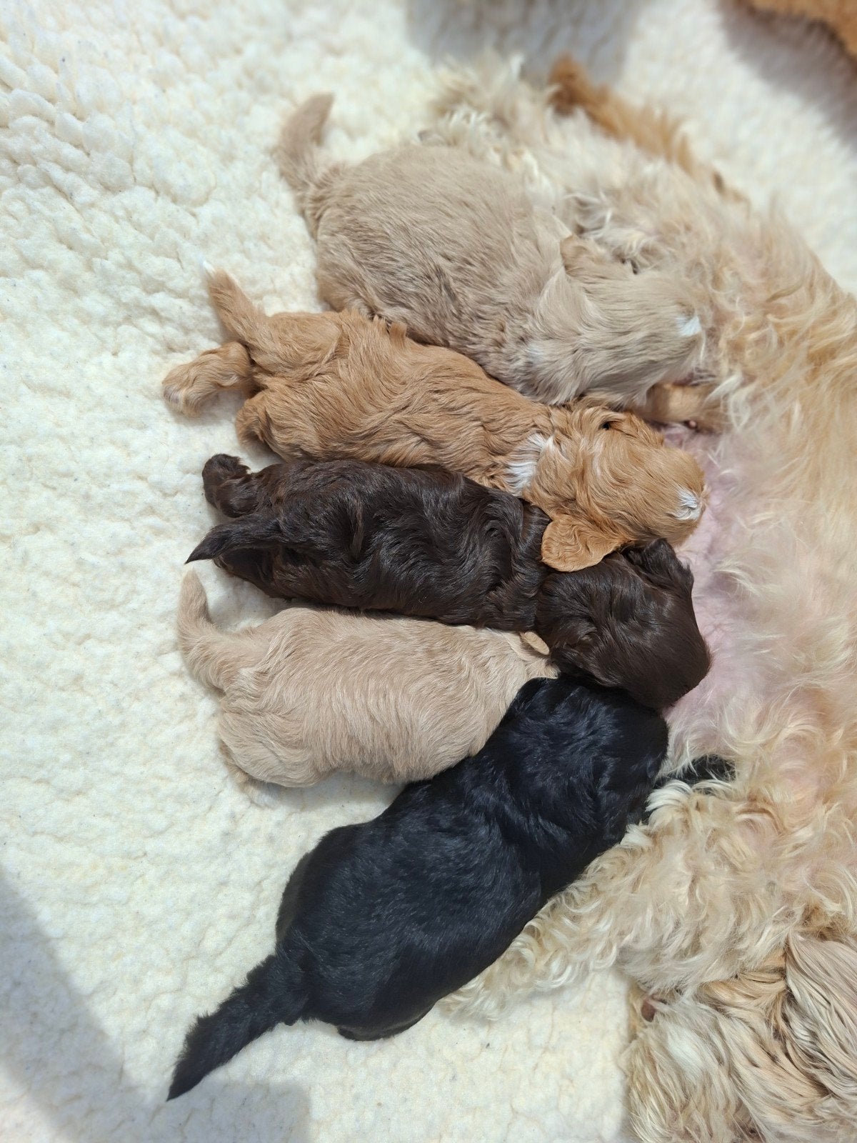Prachtige Maltipoo pups, Overige rassen, 8 tot 15 weken, Parvo, Meerdere