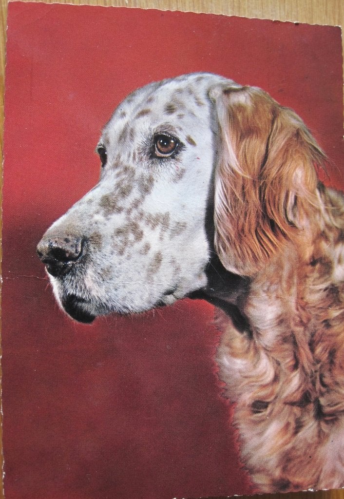 Engelse setter op ansichtkaart - 1966, Ophalen of Verzenden, 1960 tot 1980, Ongelopen, Hond of Kat