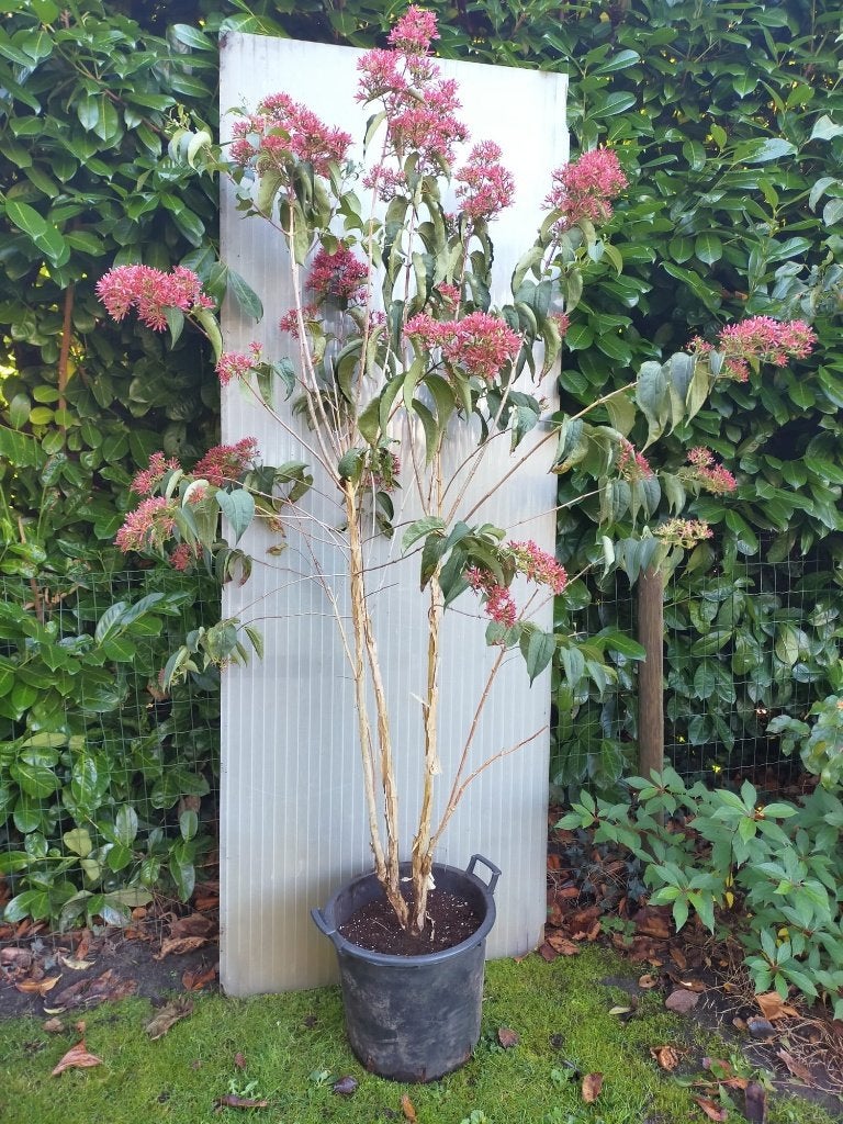 Heptacodium, Herfst, Overige soorten, 100 tot 250 cm, Ophalen