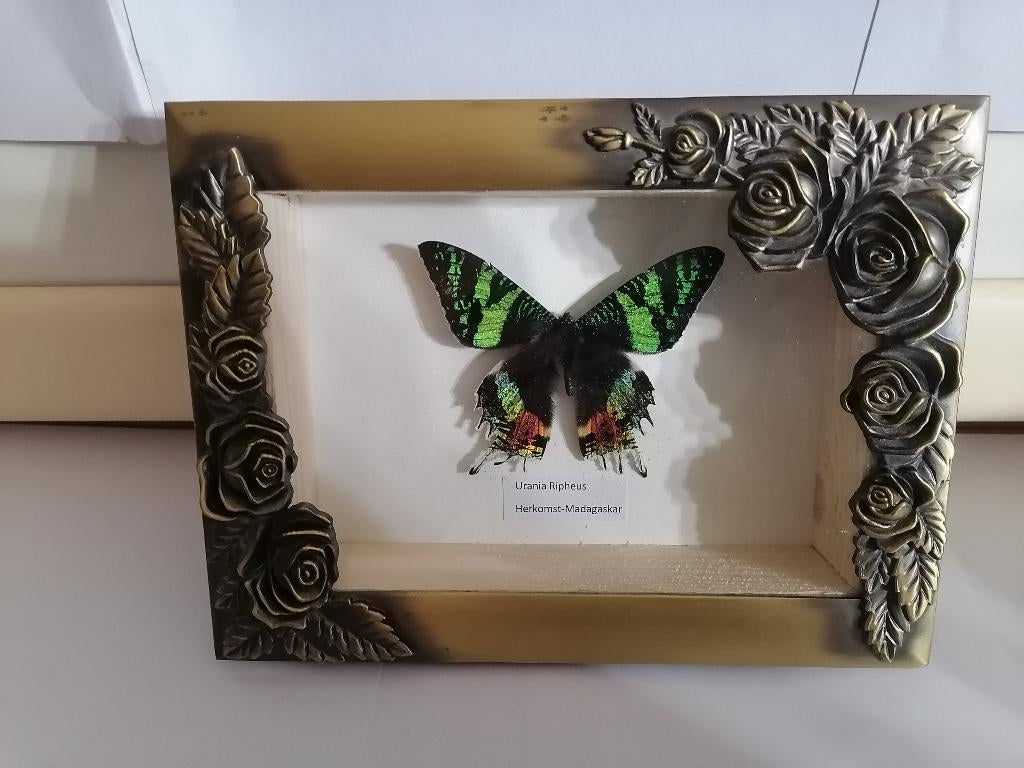 Taxidermy, Verzamelen, Verzenden, Nieuw, Insect, Opgezet dier