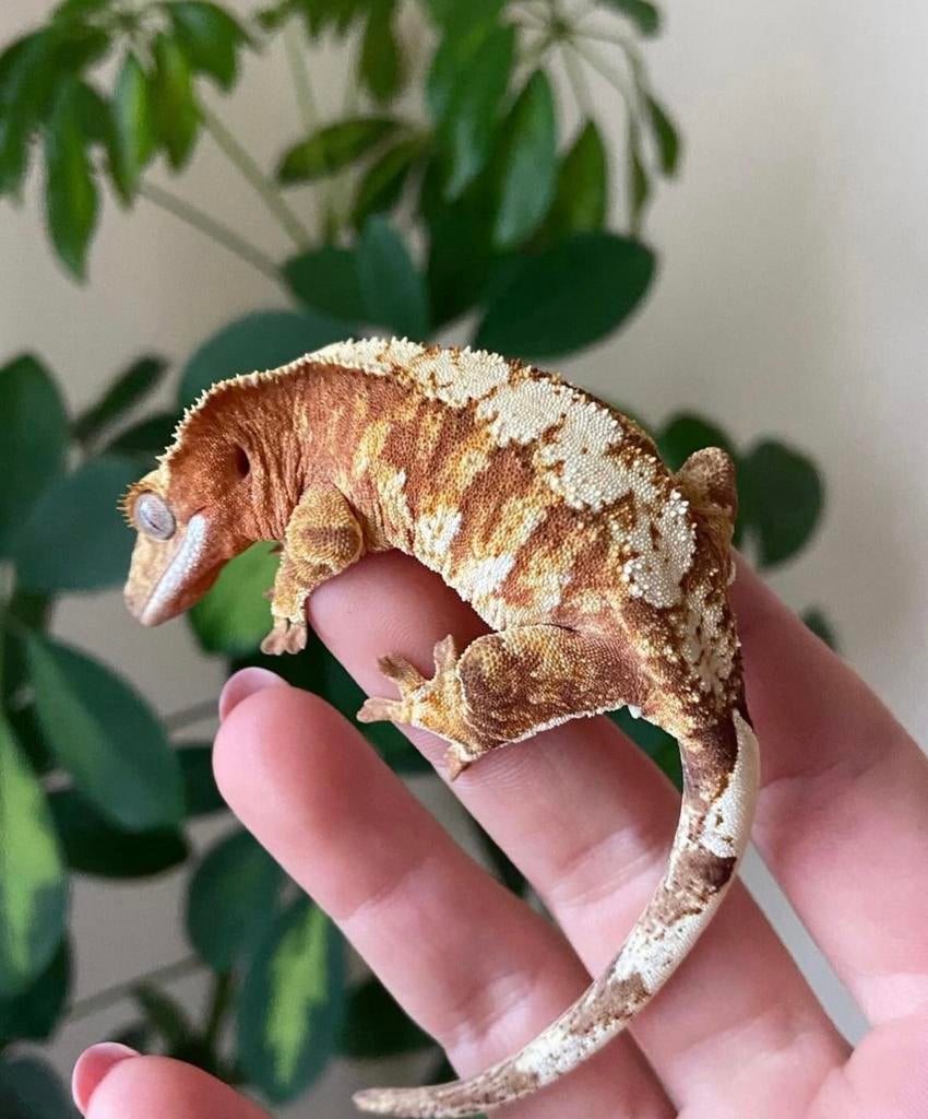 Wimper gekko man - RTB Crested Gecko - male for sale from Elroy van den brink