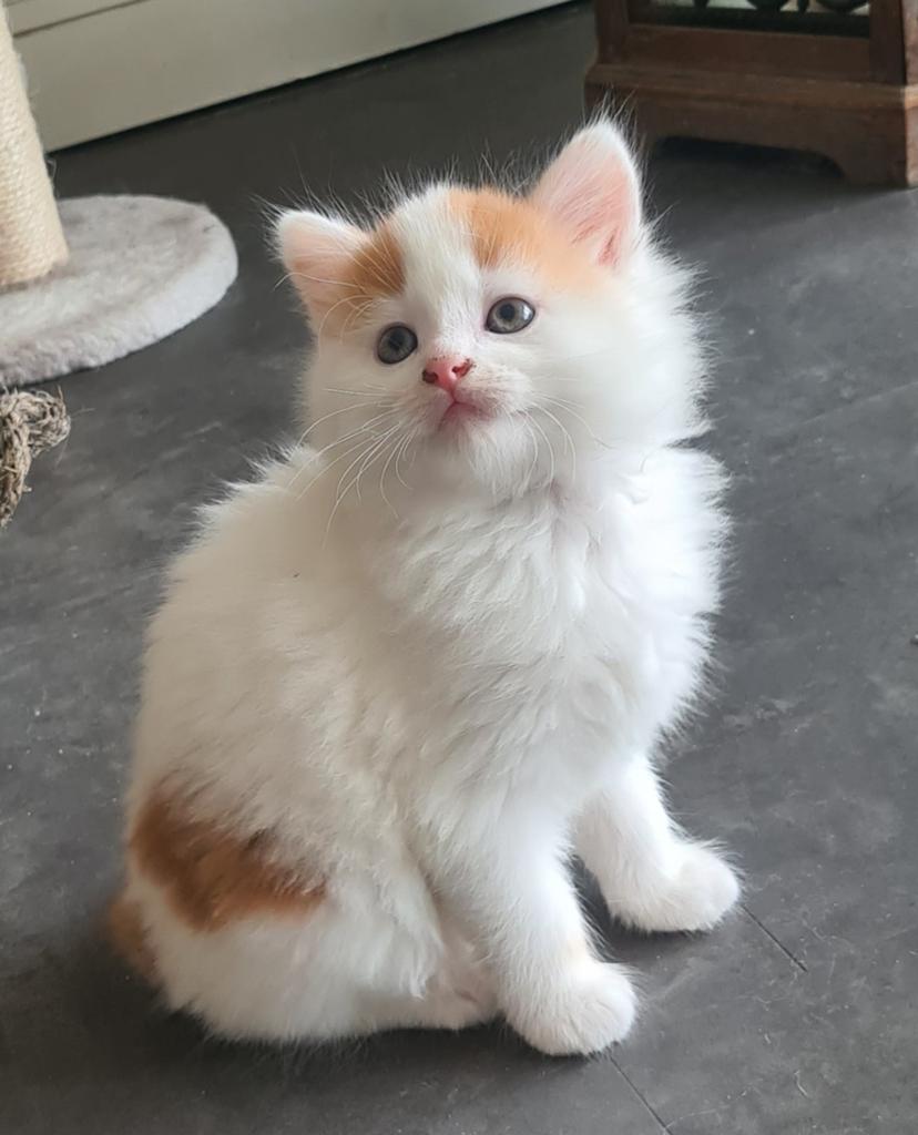 Ragdoll X langharig, Meerdere dieren, Ingeënt