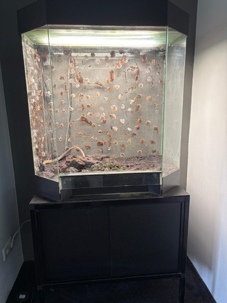 Palludarium panaroma bak 150 euro, Dieren en Toebehoren, Ophalen, Gebruikt, Terrarium of Paludarium