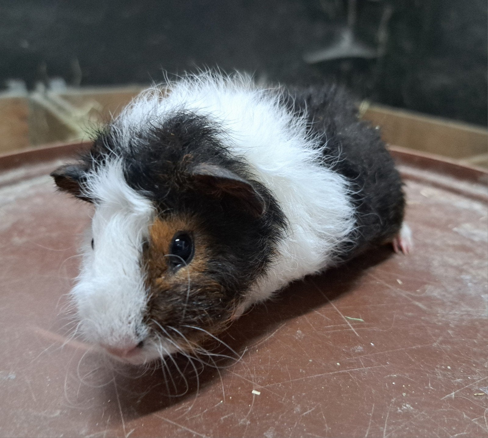 te koop jonge cavias, Cavia, Juli, Meerdere dieren, Tam