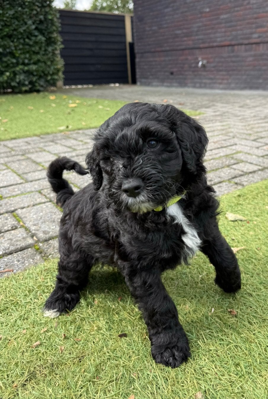 Medium Labradoodle puppy, direct beschikbaar, Dieren en Toebehoren, 8 tot 15 weken, CDV (hondenziekte), Eén hond, Nederland