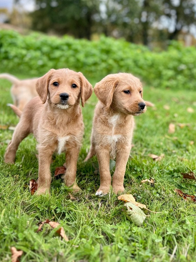 Prachtige Labradoodle pups, Dieren en Toebehoren, België, Particulier, CDV (hondenziekte), 8 tot 15 weken