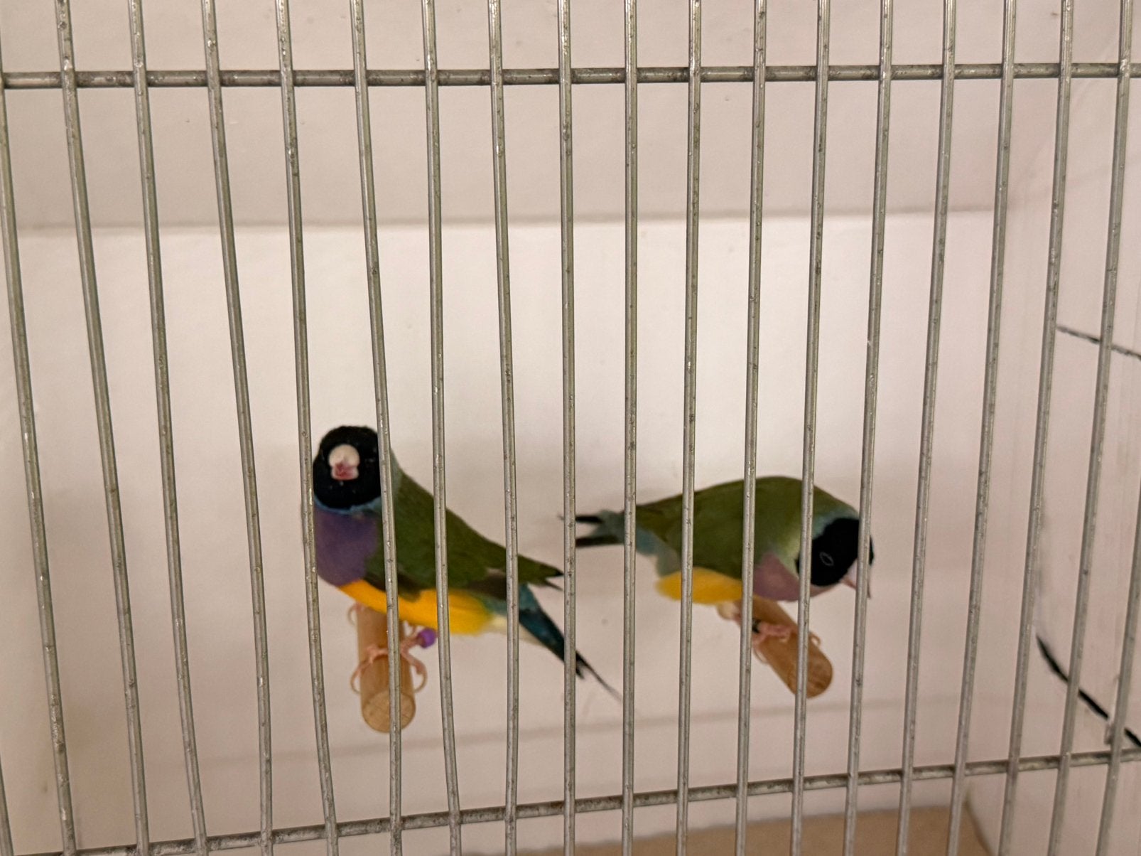 Koppel Gouldamadines split blauw, Dieren en Toebehoren, Meerdere dieren