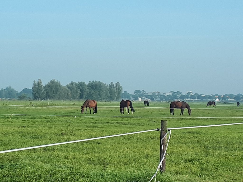 Rusthuis/Pensioenstal heeft plek voor 2 ruinen, Dieren en Toebehoren, Stalling en Weidegang, Weidegang, 2 of 3 paarden of pony's