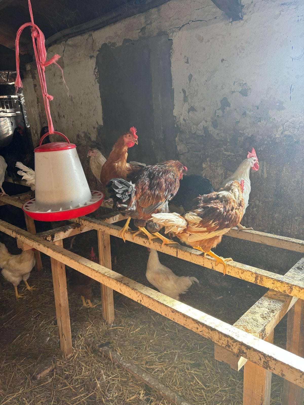 Mix jonge hanen, Dieren en Toebehoren, Mannelijk, Kip