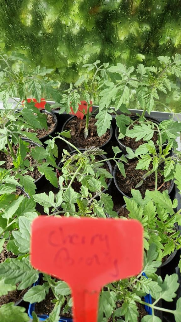 Cherry tomaat planten: Bronzy en Yellow, Tuin en Terras, Planten | Tuinplanten, Ophalen, Volle zon, Eenjarig, Zomer