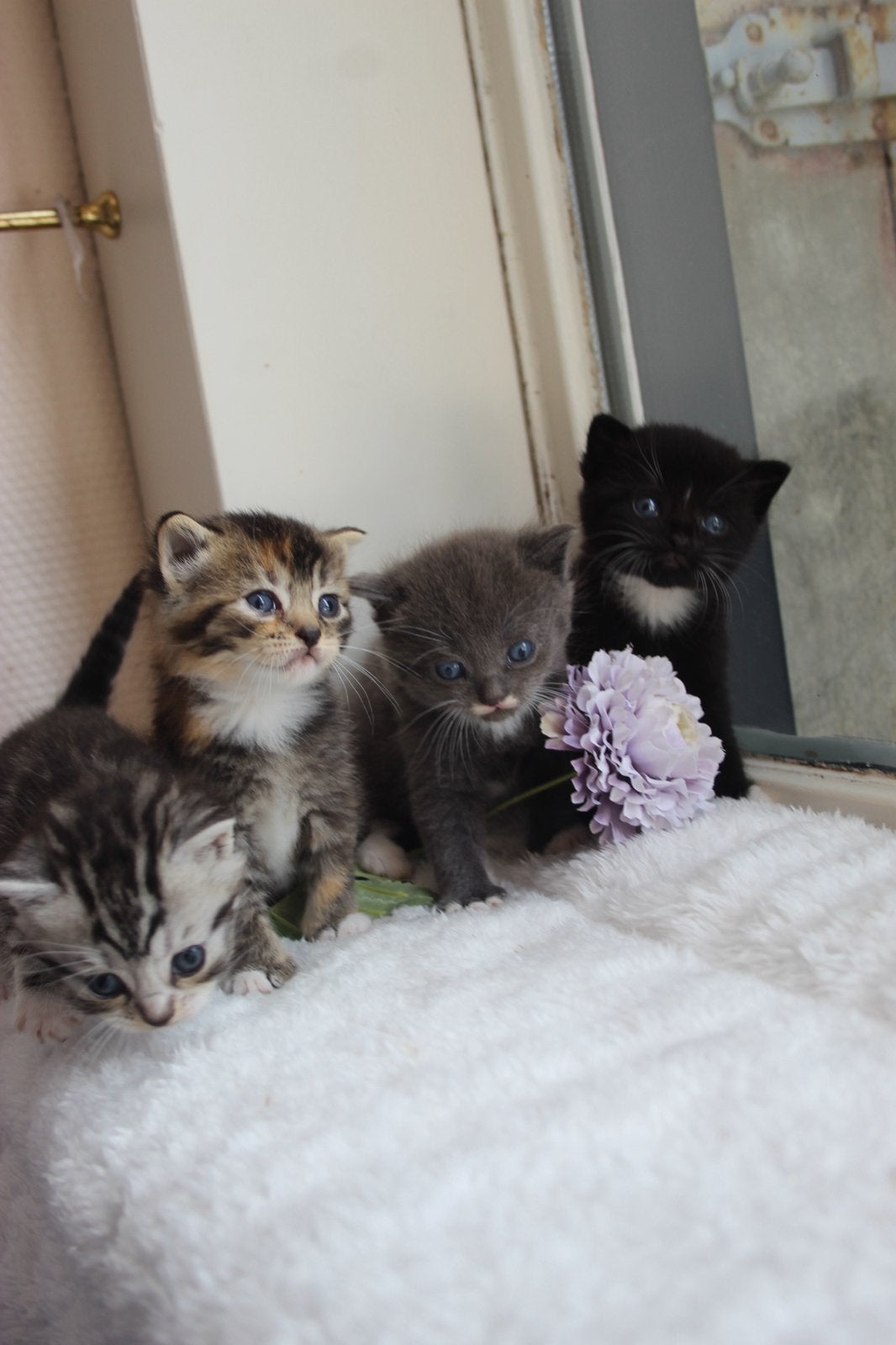 Super lieve britse langhaar kittens!, Meerdere dieren, Ontwormd, 0 tot 2 jaar