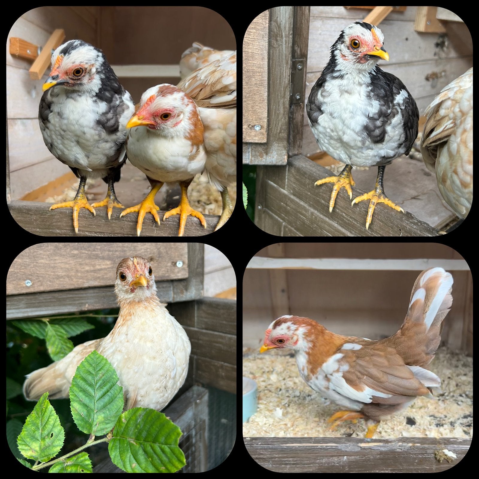Serama hennen en hanen, Dieren en Toebehoren, Pluimvee, Meerdere dieren, Kip