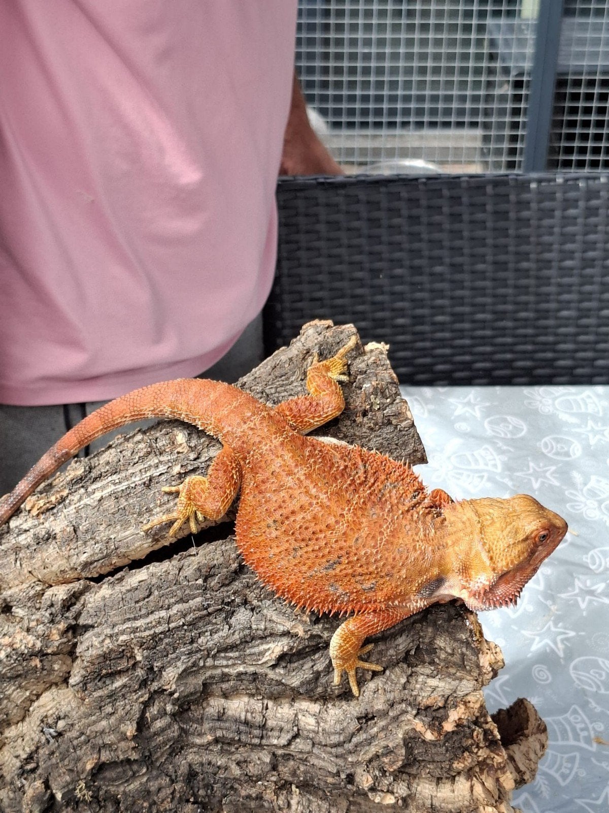 orange hypo dunner  baardagaam vrouw Bearded Dragon - female for sale from jeroen