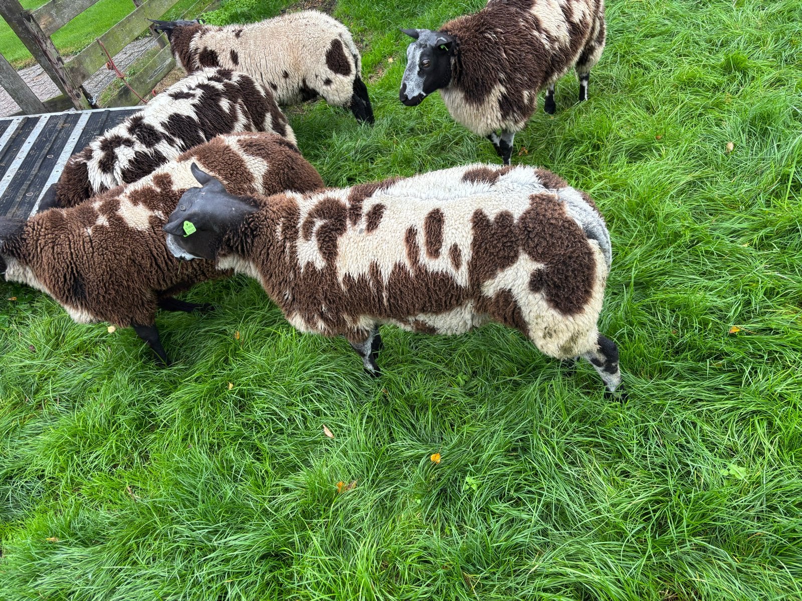 Mooie bonte dekrammen, Dieren en Toebehoren