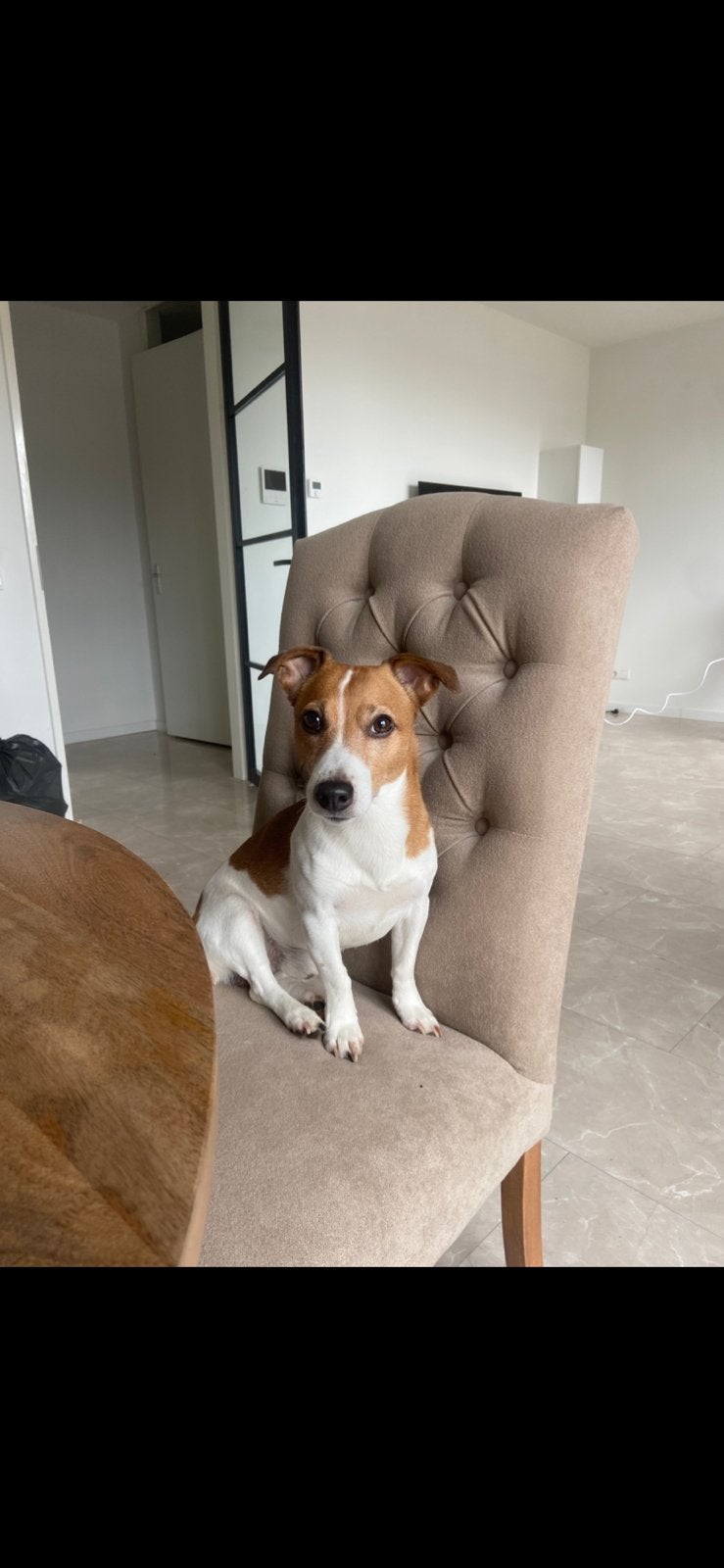 Oppas gezocht voor jack russel, Dieren en Toebehoren, Honden | Dekreuen, Reu, Parvo, Eén hond, 3 tot 5 jaar