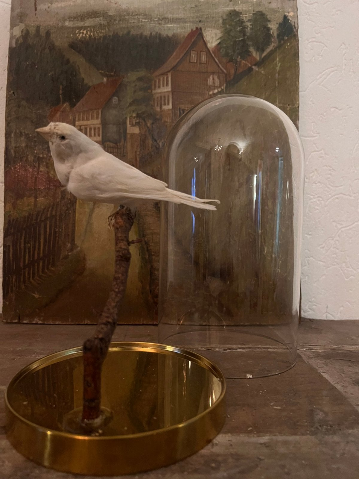 Oud opgezet opgezette taxidermie wit witte kanarie vogel, Ophalen of Verzenden