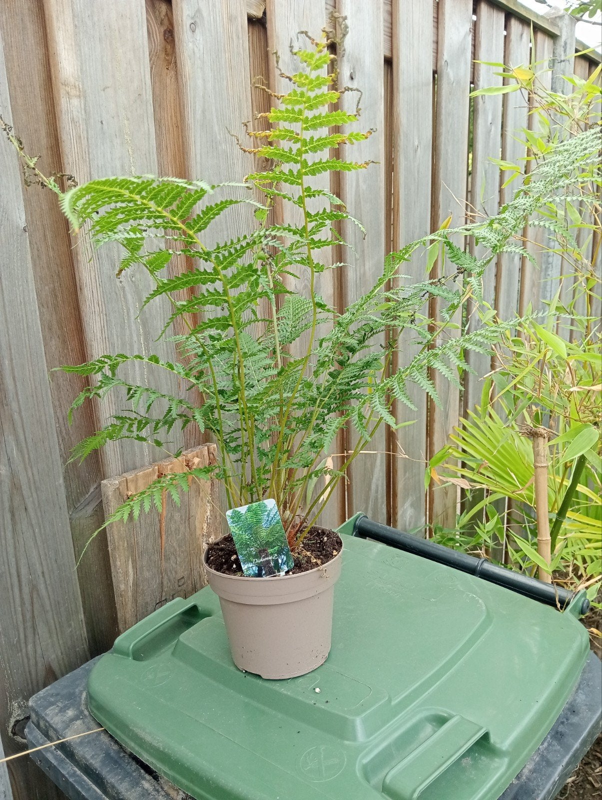 Mooie Dicksonia (Boomvaren) - Wordt een prachtige boom, Vaste plant, Varens, Ophalen of Verzenden, Bloeit niet