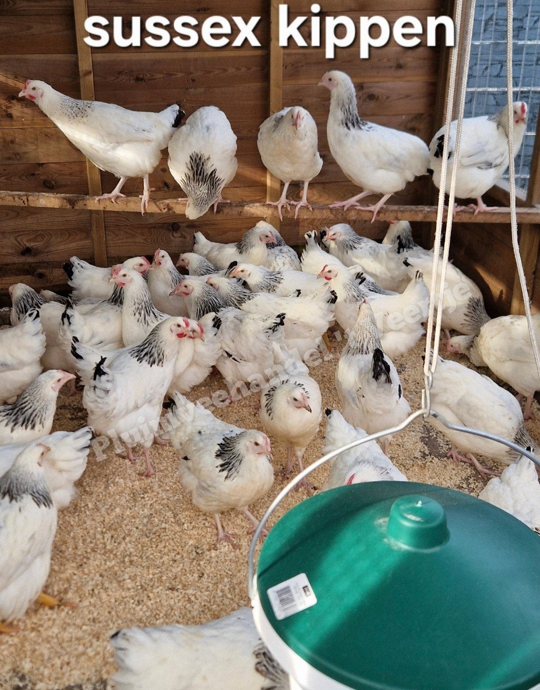 Jonge legkippen leghennen koekoek sussex araucana en meer, Vrouwelijk, Kip
