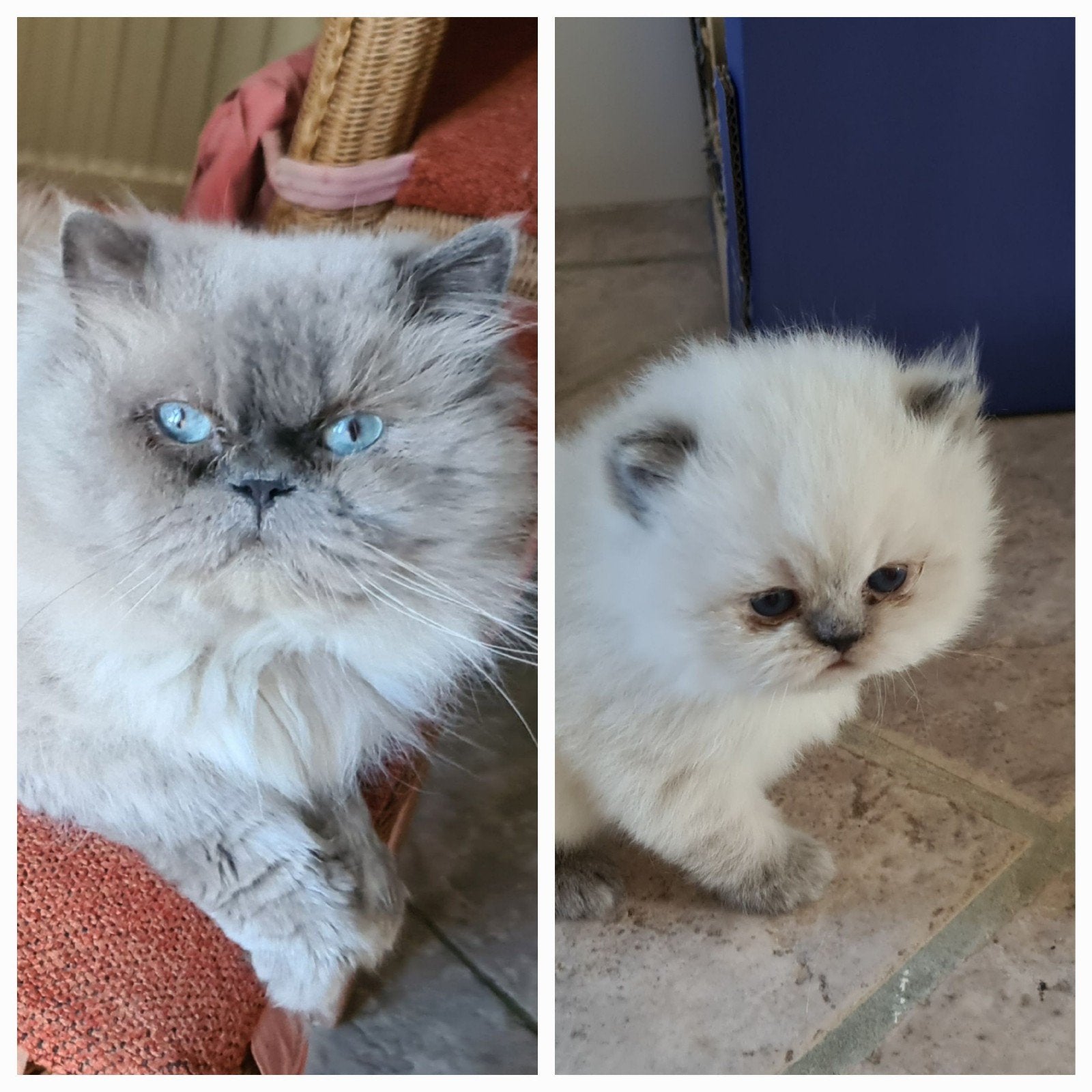Perzische kater met stamboom, geboren 2018. En een kittentje, Kater, Met stamboom