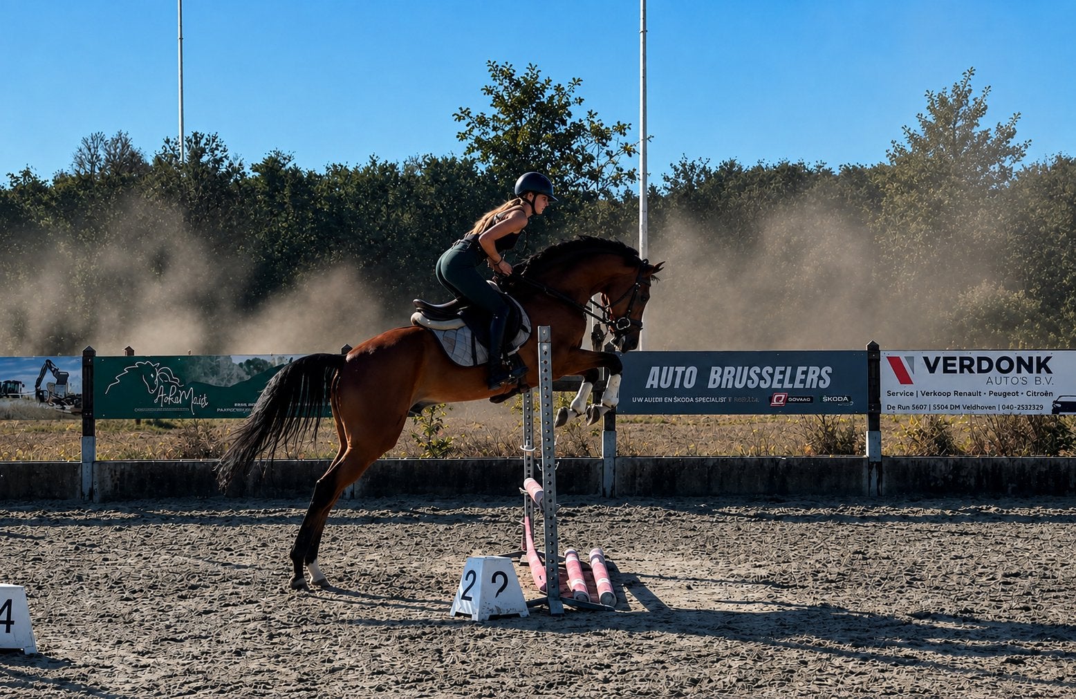 4 jr  gezonde  kwpn ruin van Karaldo VDL, Springpaard, Ruin, 3 tot 6 jaar, 160 tot 165 cm