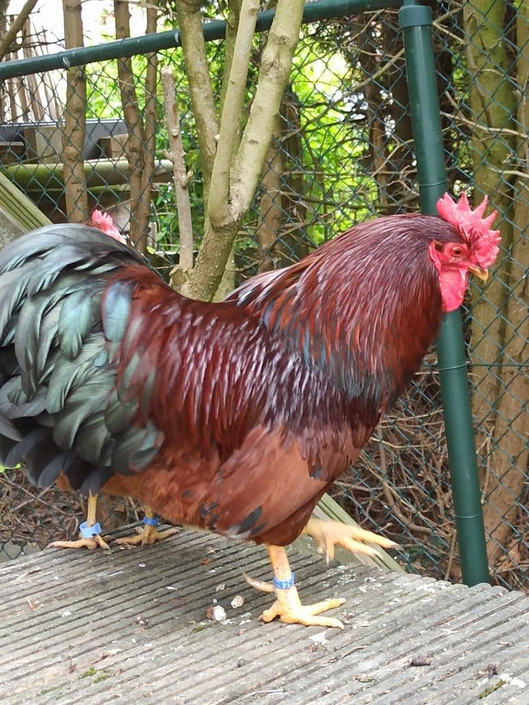 Barnevelder kriel 1+3, Dieren en Toebehoren, Pluimvee, Meerdere dieren, Kip