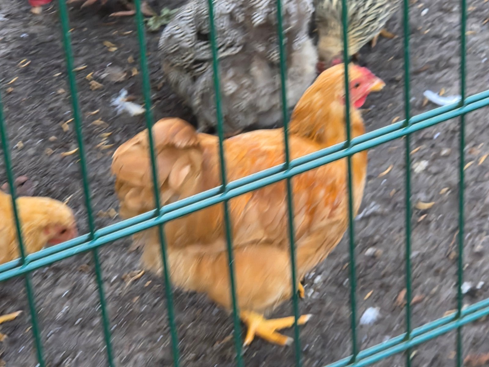 buff wyandotte kriel haan., Mannelijk, Kip