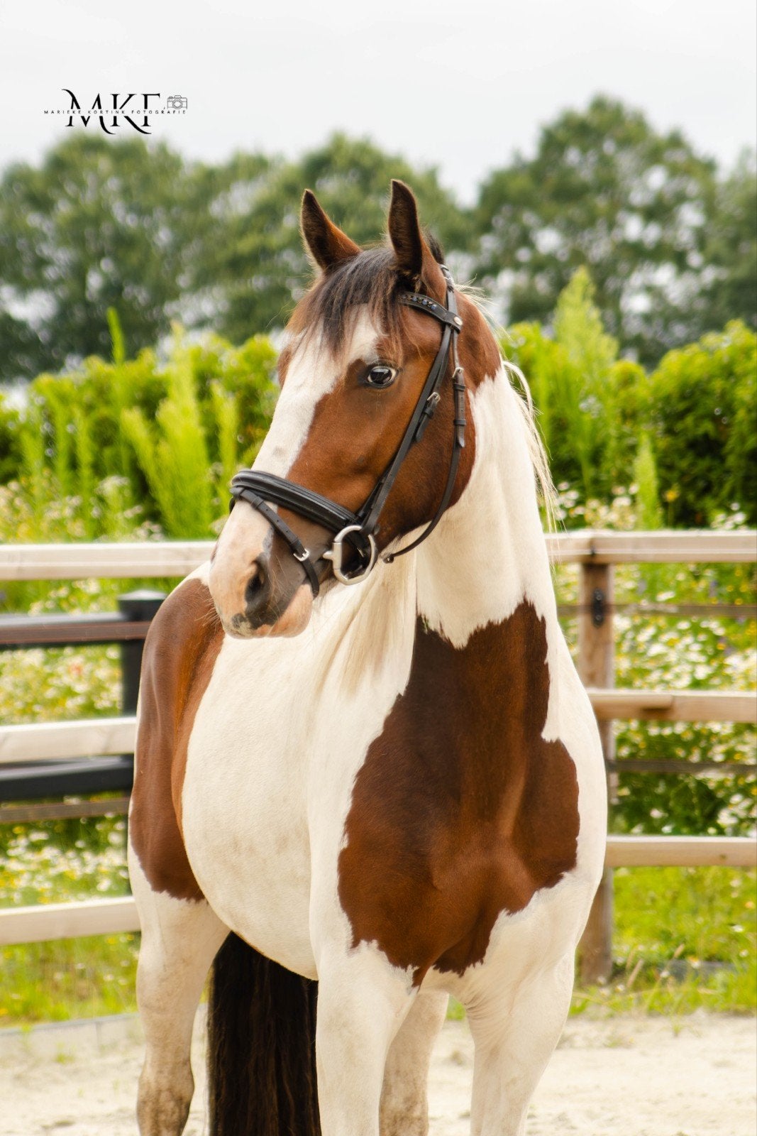 Knappe bonte 3 jarige ruin Texas (onbeleerd), Dieren en Toebehoren, Paarden, Minder dan 160 cm, Met stamboom, Ruin, 3 tot 6 jaar