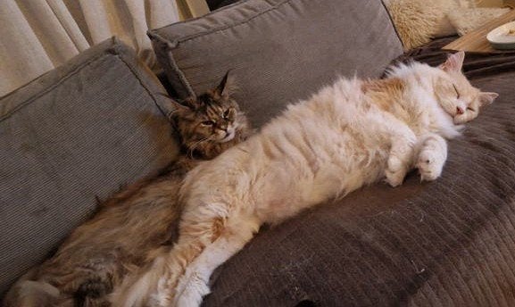 2 lieve ras Katten, Dieren en Toebehoren, Katten en Kittens | Overige Katten, Poes, Langharig, 6 jaar of ouder