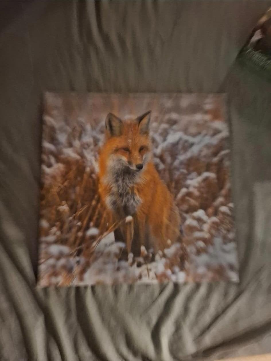 Canvas schilderij met vos in de sneeuw, Ophalen, 50 – 75, Zo goed als nieuw, Schilderij