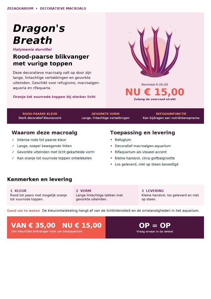 Levende macroalgen voor zeeaquarium – vanaf €2,50, Ophalen of Verzenden, Nieuw, Plant(en), Steen of Hout