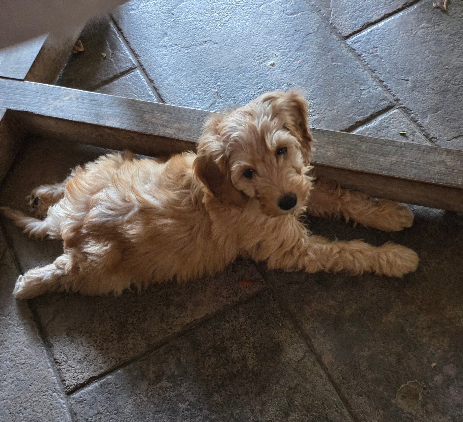 Labradoodle pup mini F3 blond/abrikoos reutje, Dieren en Toebehoren, Parvo, Overige rassen, 8 tot 15 weken, Meerdere