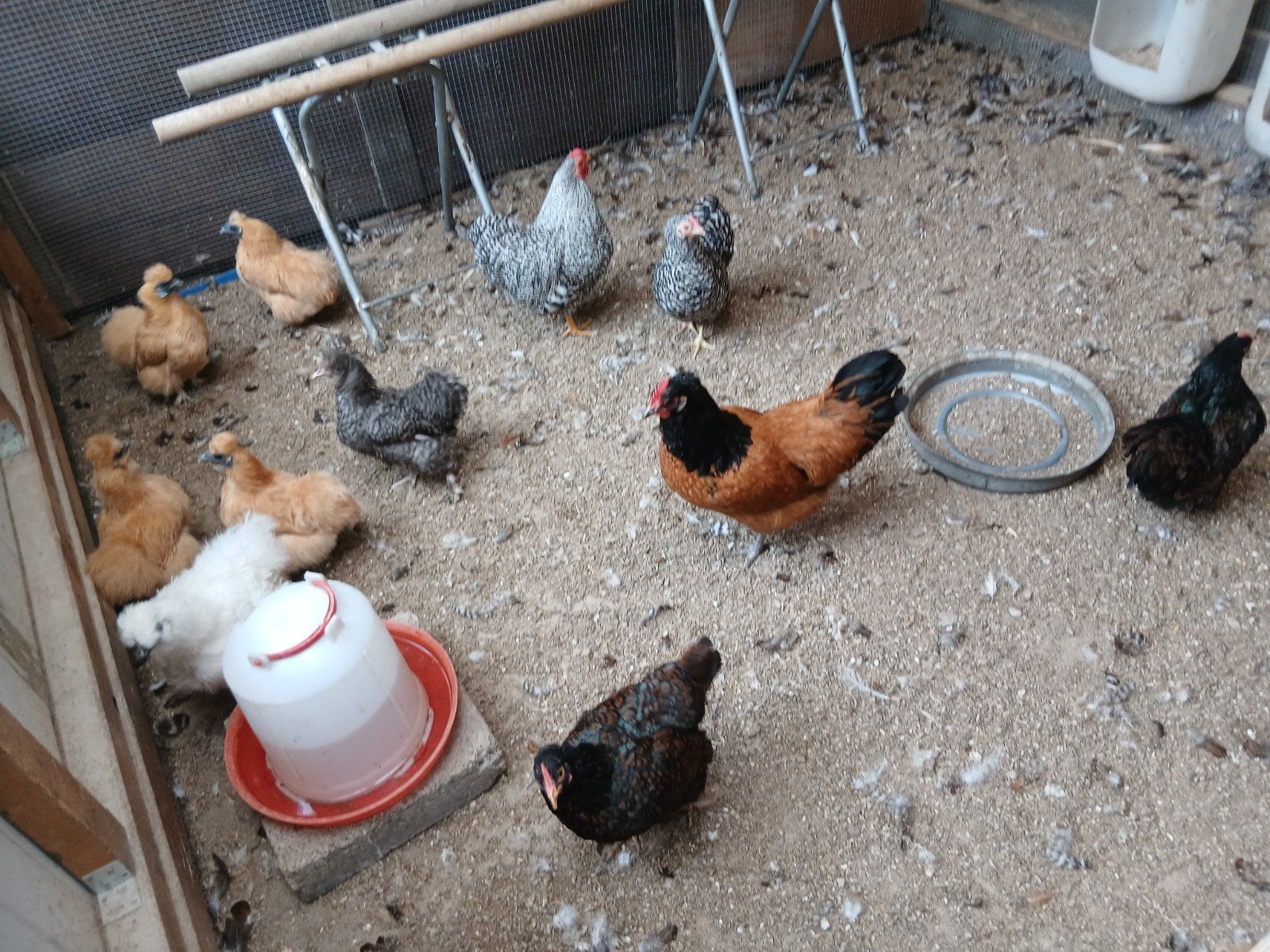 10 kippen en een haan, Meerdere dieren, Kip