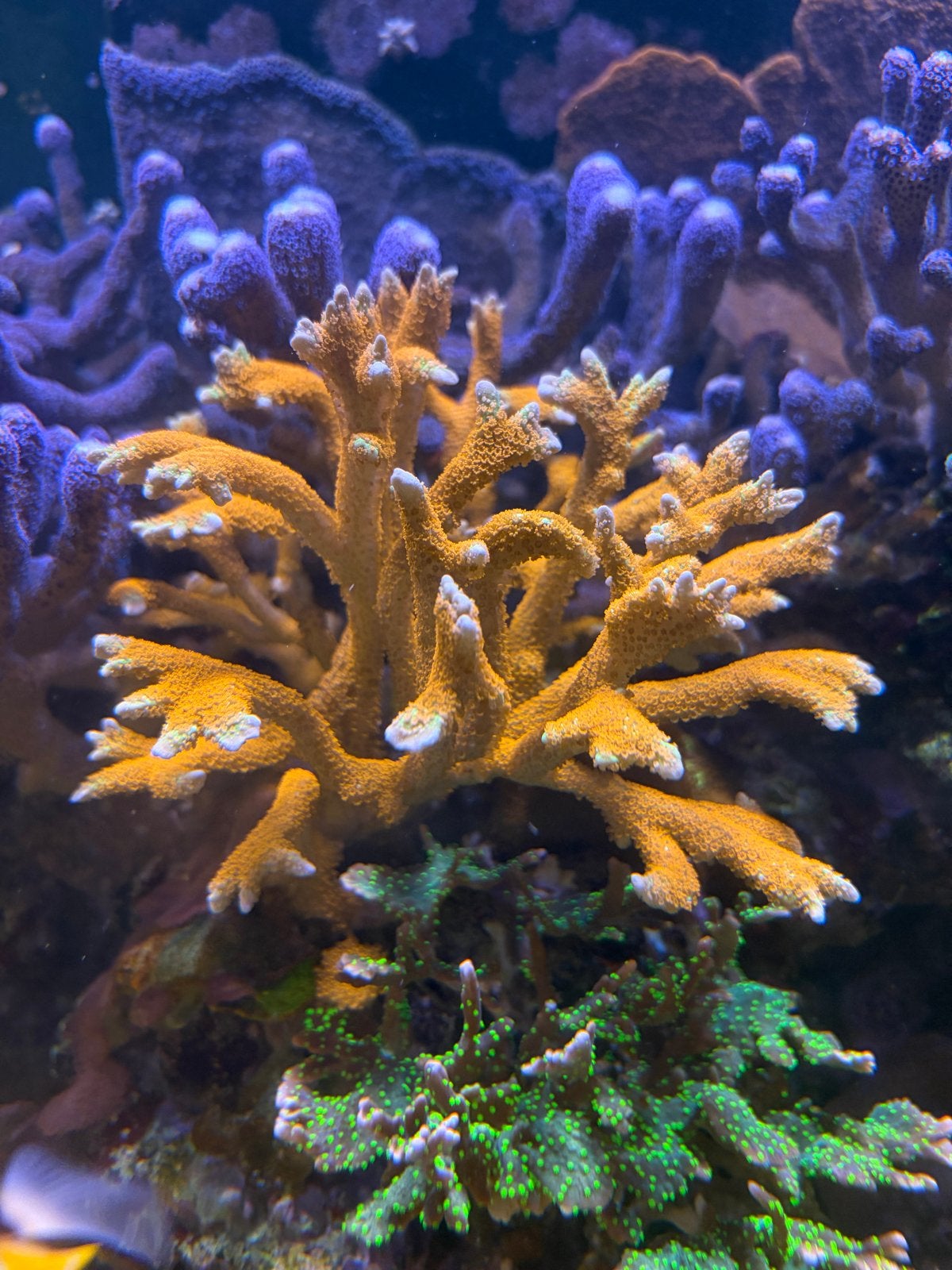 Montipora Digitata stekken, Dieren en Toebehoren, Vissen | Aquariumvissen, Overige typen, Zoutwatervis