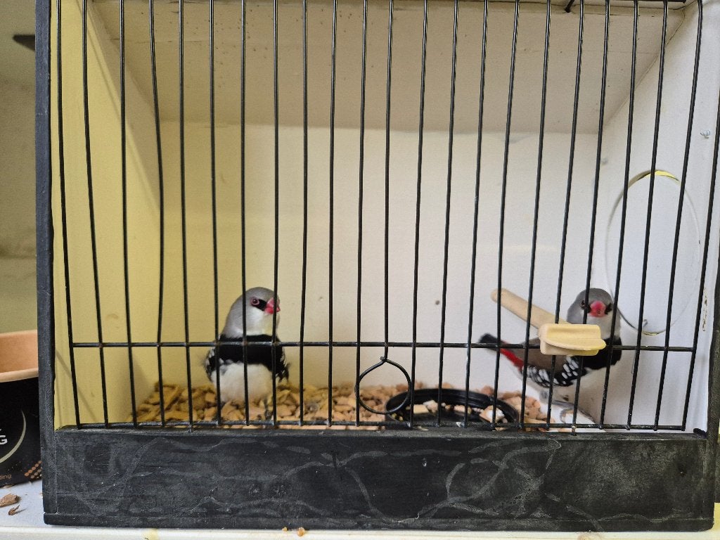 Diamantvinken, Meerdere dieren, Tropenvogel, Geringd