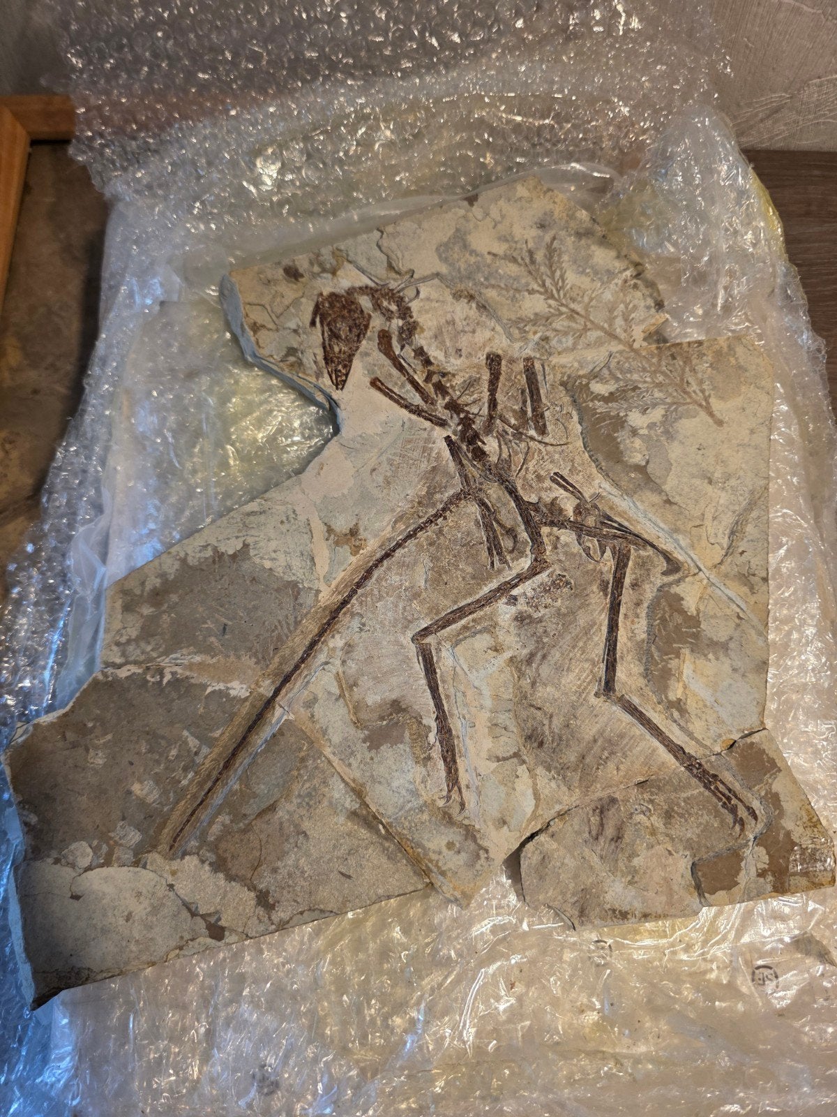 Anchiornis fossiel met planten, Verzamelen, Ophalen of Verzenden, Fossiel