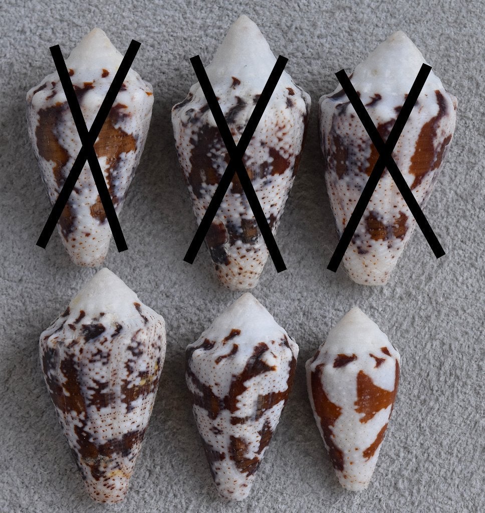 Schelpen: Conus regius 21-31mm  Aruba, Verzamelen, Ophalen of Verzenden, Schelp(en)