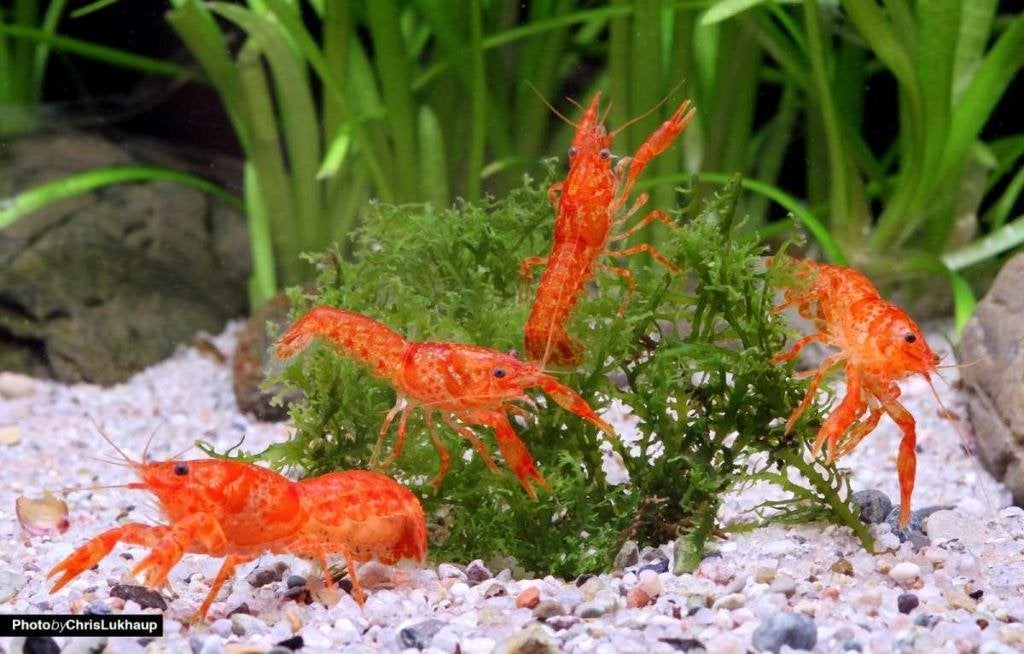 CPO Oranje dwergkreeftje "Cambarellus patzcuarensis ", Dieren en Toebehoren, Kreeft, Krab of Garnaal, Zoetwatervis