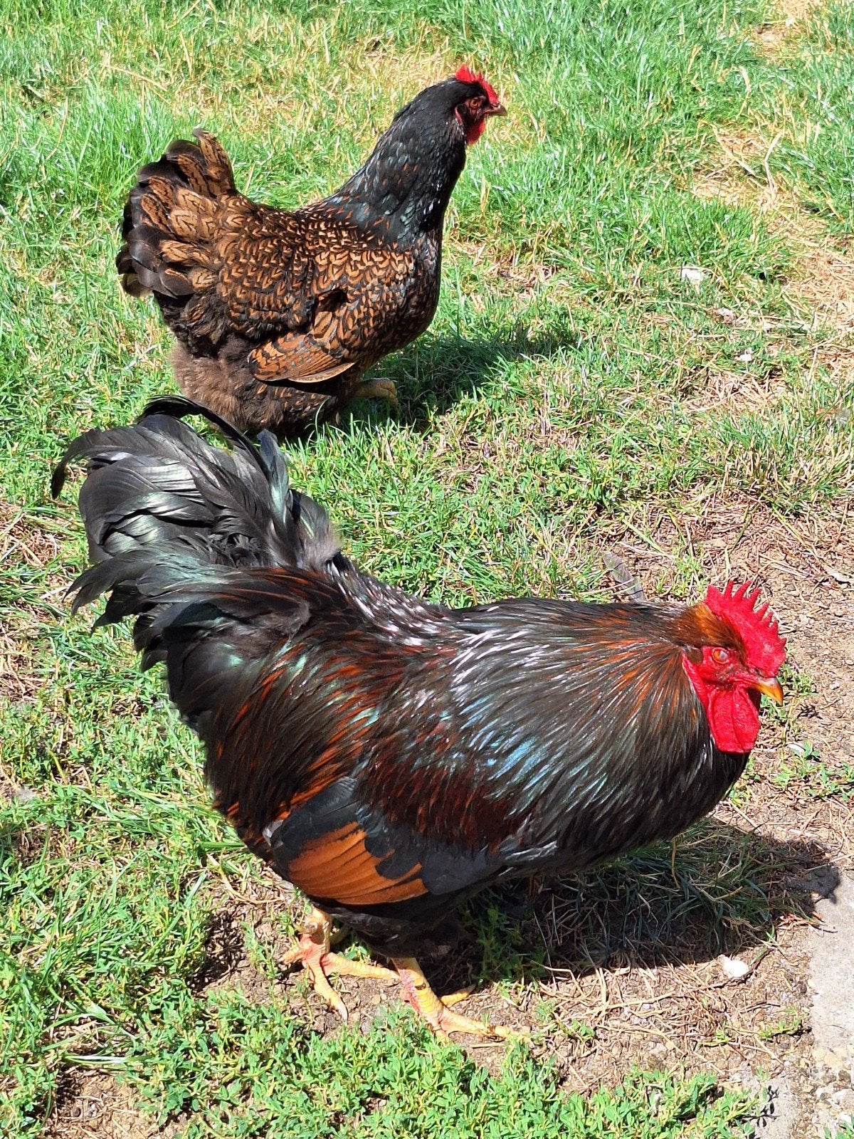 bruine Barnevelders dubbel gezoomd., Dieren en Toebehoren, Pluimvee, Meerdere dieren, Kip