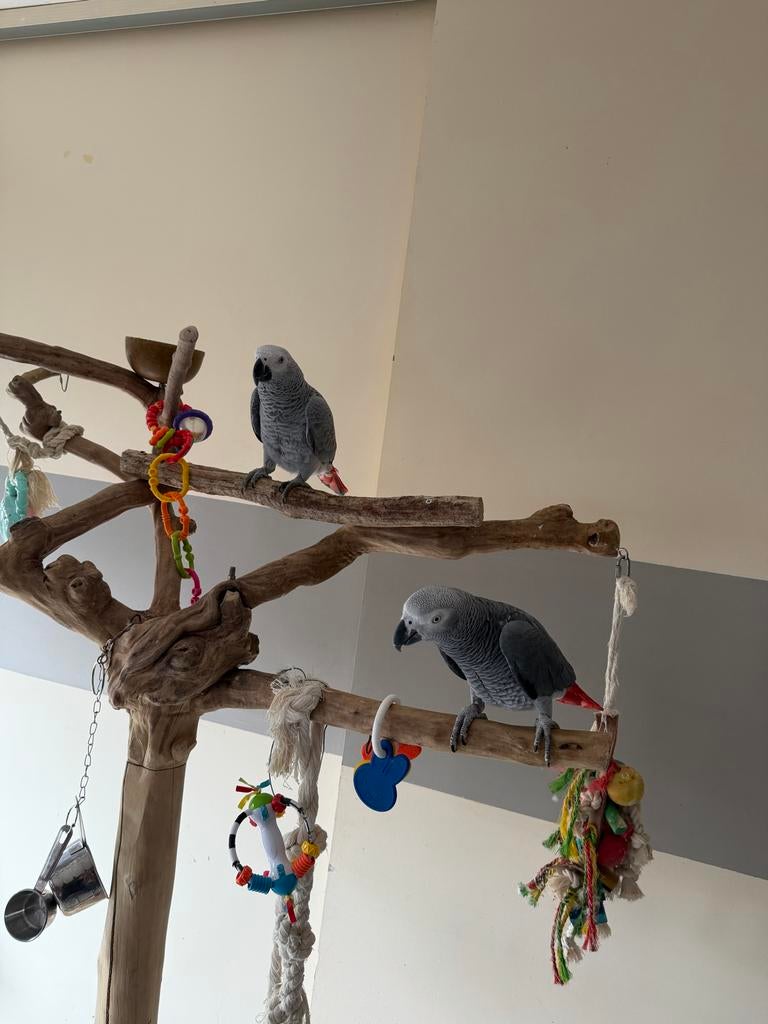 grijzen roodstaart papagaai koppel man vrouw, Dieren en Toebehoren, Vogels | Parkieten en Papegaaien, Meerdere dieren, Papegaai