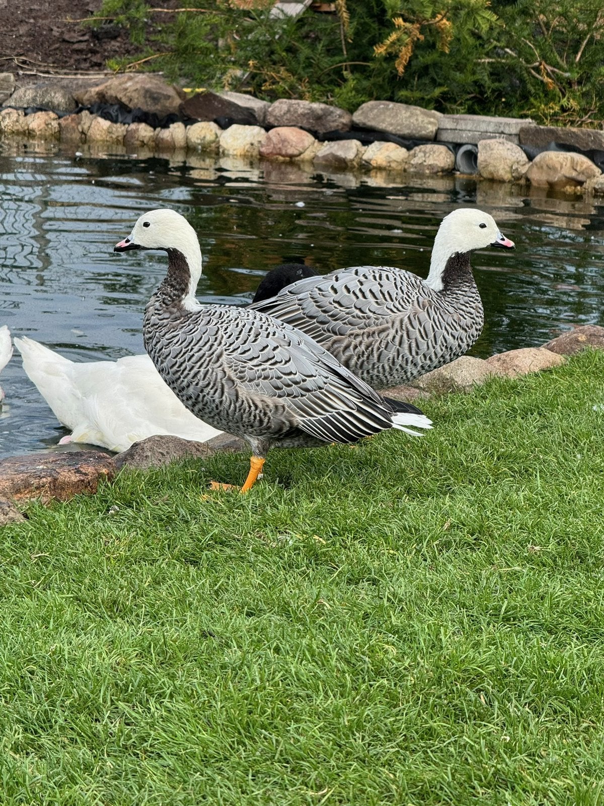 Koppel keizerganzen, Dieren en Toebehoren, Pluimvee, Meerdere dieren