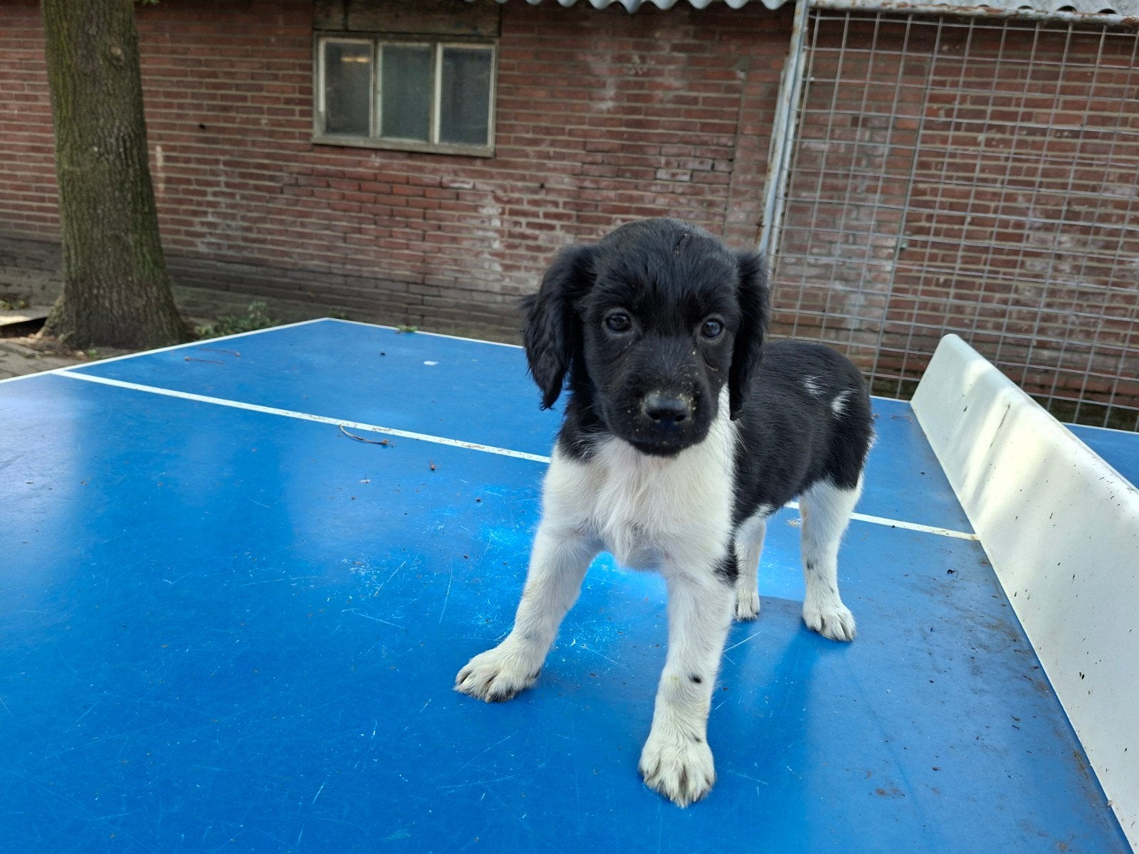 Friese Stabij pups, Overige rassen, Meerdere, Meerdere dieren, Nederland