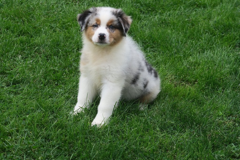 Foto 3 van Leuke Australian Shepherd pups