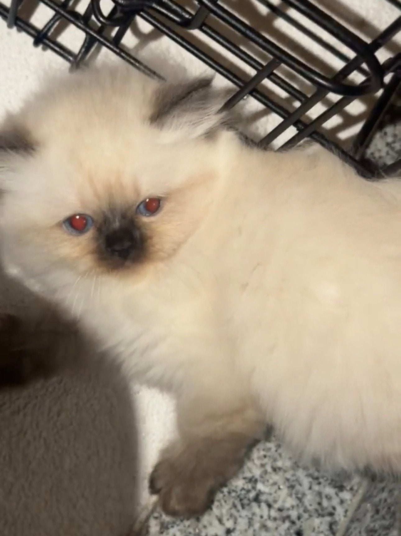 Kittens Ragdoll, Meerdere dieren