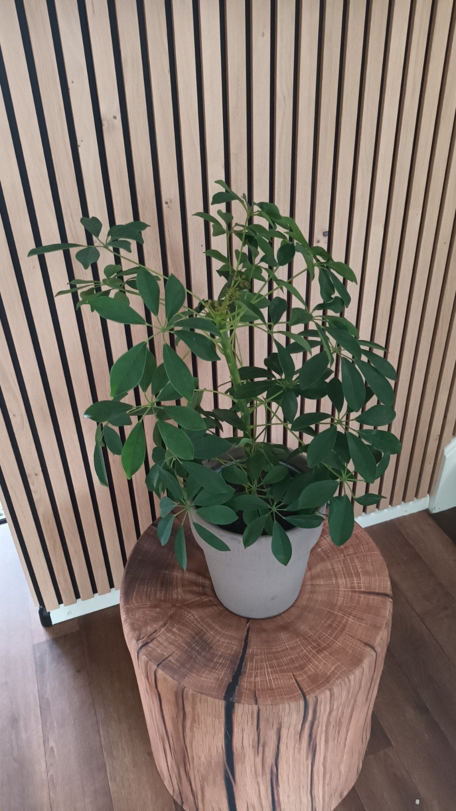 Mooie en makkelijke Vingerplant (Schefflera), Ophalen