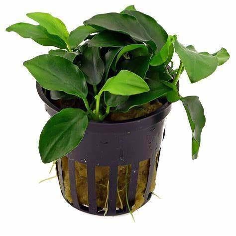 anubias bonsai €5,95, ., Plant(en), Steen of Hout, Nieuw, Ophalen of Verzenden