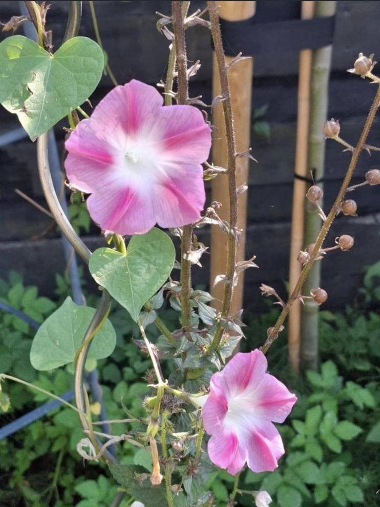 Ipomoea Mix tricolor en grandpa ott., Ophalen of Verzenden, Volle zon