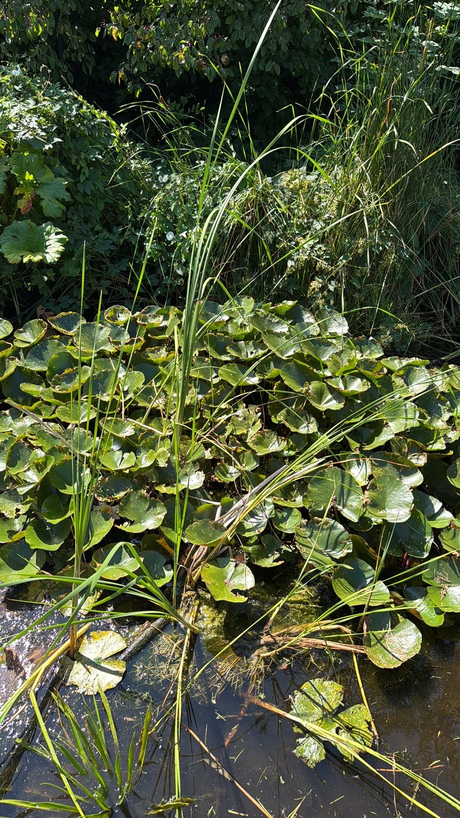 GRATIS op te halen - water lelie vijverplanten, Ophalen, Overige soorten, Minder dan 100 cm